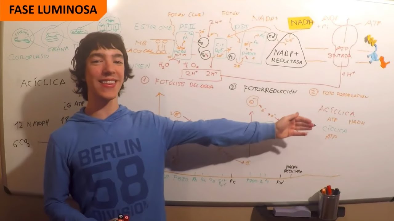 Fase Luminosa de la Fotosíntesis - Paso a Paso