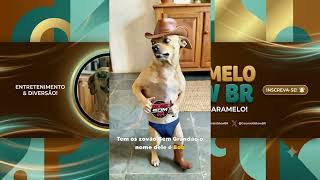 Os zovão do Bob é Sucesso ❤️🤣