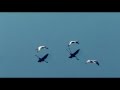 The Cinematic Orchestra - Arrival of the Birds 