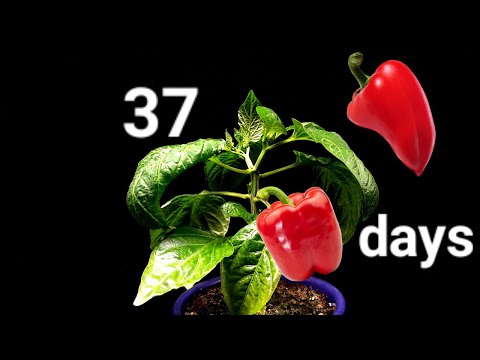 Red bell Pepper growing from a seed - Time Lapse