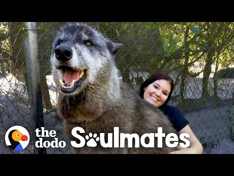 Wolf Dog Who Growls At Everyone Else Snuggles With His Best Friend | The Dodo Soulmates