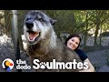 Wolf Dog Who Growls At Everyone Else Snuggles With His Best Friend | The Dodo Soulmates