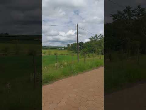 Guapirama PR #naturezasurpreendente