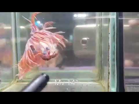 (MV-141) Orange Fancy Crown Tail Male Betta