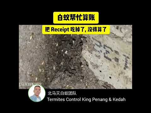 白蚁帮忙算账,真的是好帮手