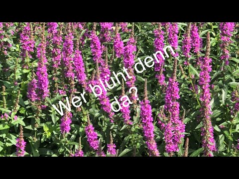 Was blüht im Juli ?