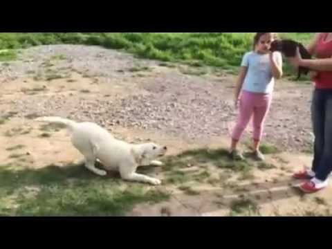 Popy Labrador Retriever Albina ChelsieJakub