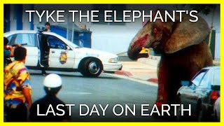 Tyke the Elephant's Last Day on Earth