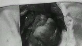 Black Box Recorder - I.C. one female