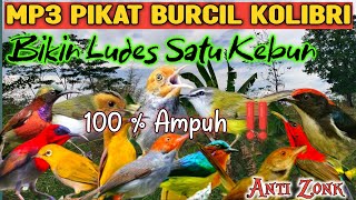 Download lagu Mp3 Pikat Semua Jenis Kolibri Kecil Sepah Raja, Sogon, Konin, Korlap & prenjak mp3