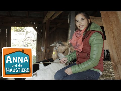 Ziege | Information für Kinder | Anna und die Haustiere