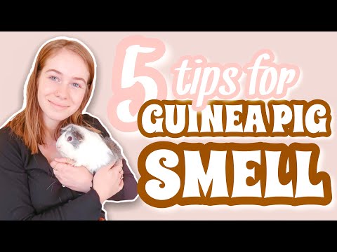 YouTube video about: How to keep guinea pig cage from smelling?