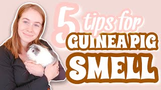 5 TIPS FOR REDUCING GUINEA PIG SMELL