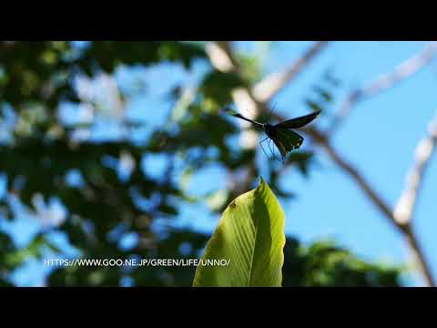 ビクトリアトリバネアゲハのテリトリー飛翔　 Ornithoptera victoriae