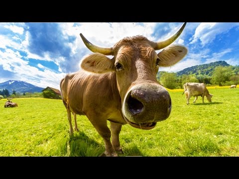 #71 Liquefy Filter In adobe Photoshop