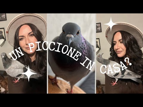 LIVING WITH A PIGEON IN YOUR HOUSE: An Amazing Story!