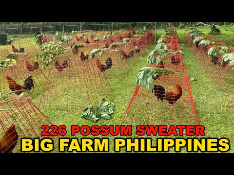 226 Possum Sweater | Beautiful Farm Visit - Big Farm Philippines BNL FARM