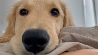 A holiday morning with a Golden Retriever puppy Is happy
