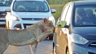 Lion Versus Car's Door!