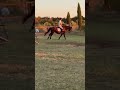 Jument de 4 ans smocky black