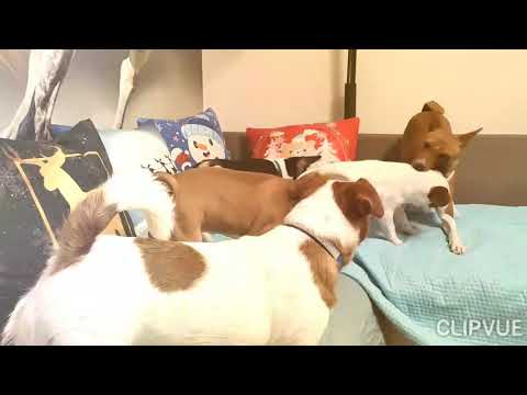 Goody i Gin Zakira FCI basenji i JRT