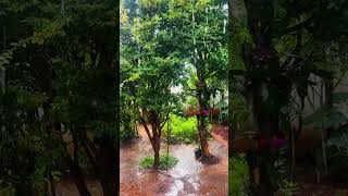 🌧️ Chuva Forte Sem Trovões ! Relaxe e Descanse ! #chuvaparadormir