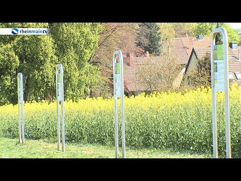 Raps- Lehrpfad in Frankfurt Zeilsheim