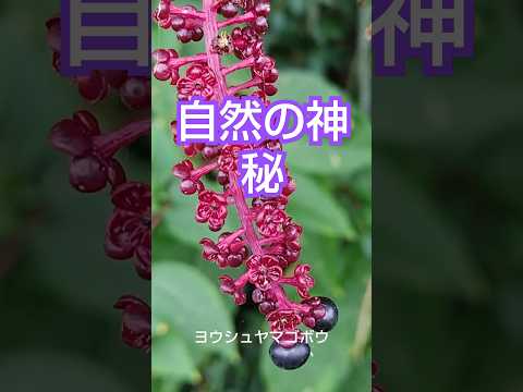 馬糞を嫌う植物は何ですか?何のために ？何に置き換えますか?  庭園