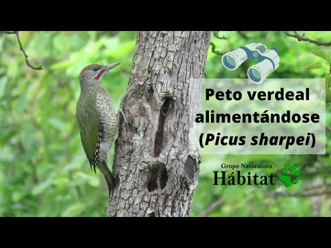 Vídeo: Peto verdeal alimentándose