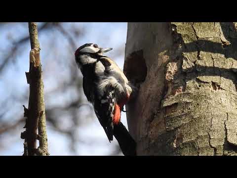 Dzięcioł duży wykuwający dziuplę w Puszczy Białowieskiej