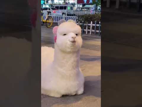 Le lama mignon peut attaquer l'homme | hilarant | vidéos d'animaux les plus drôles |