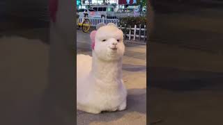 Le lama mignon peut attaquer l'homme | hilarant | vidéos d'animaux les plus drôles |