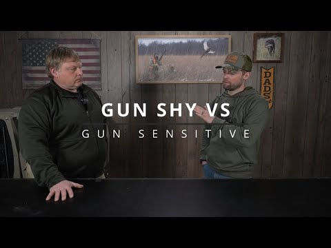 Are You Making Your Dog Gun-Shy Without Knowing?