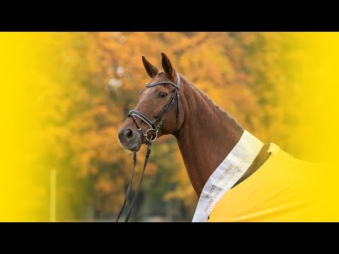 Hannoveraner Stute des Jahres 2020: St.Pr.St. Daylight