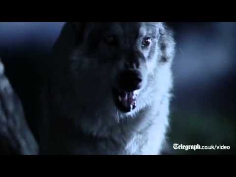 Is Budweiser's Superbowl ad the cutest ever?