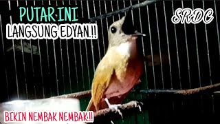 Download lagu 🔴LANGSUNG GACOR SIANG MALAM.!!  SRDC GACOR BRUTAL NEMBAK SADIS UNTUK PANCINGAN SRDC, MASTERAN SRDC mp3