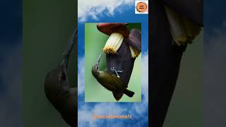 Download lagu Suara Burung Madu Gacorr #shorts @soundanimals_ mp3