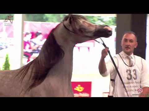 N33 EFORA KL - 2020 PRIDE OF POLAND - 42nd Arabian Horse National Show - 2 Years Old Fillies (Cl...