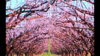 Paysan - Pierre Bachelet