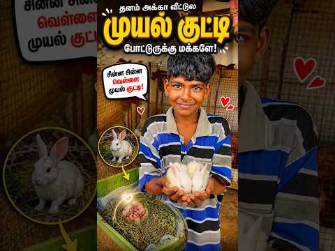 🐰❤️ மக்களே… அந்த சின்ன சின்ன குட்டிகளை பார்த்தாலே மனசு நிறைஞ்சு போகுது மக்களே! 😍✨