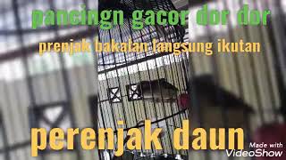 Download lagu perenjak daun NTB ciak ciak dooor mp3