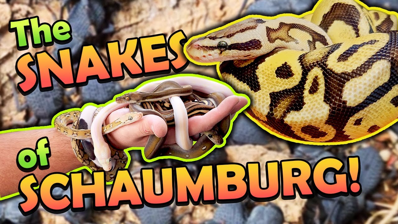 We Brought Controversy to the Schaumburg Reptile Expo