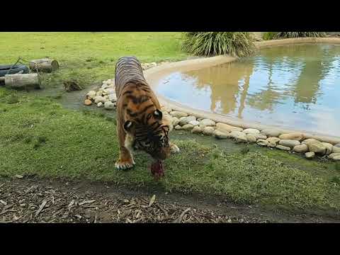 BCM207 - Digital Essay