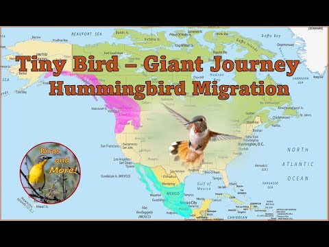 Tiny Bird - Giant Journey: Hummingbird Migration