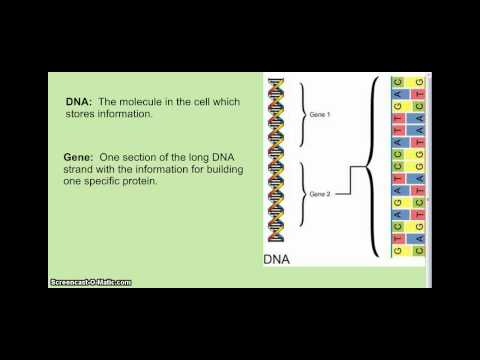DNA Genes and Chromosomes Lesson