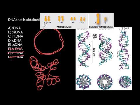 rDNA, dsDNA, mtDNA, cDNA, ssDNA explained
