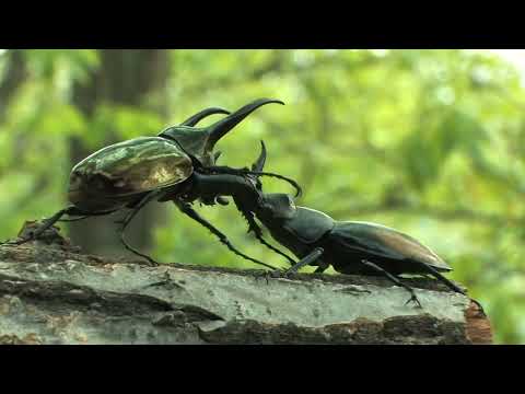 アトラスオオカブトの闘い