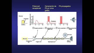 Introducción Sistemas Sensoriales V3