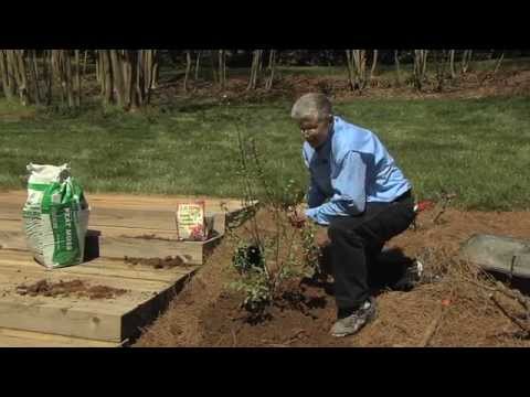 Walter Reeves – Planting and Growing Blueberry Bushes