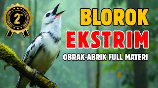 Download lagu HANCURKAN MENTAL !! PANCINGAN LANGKA MURAI BATU BLOROK EKSTRIM FULL MATERI KASAR-KASAR mp3